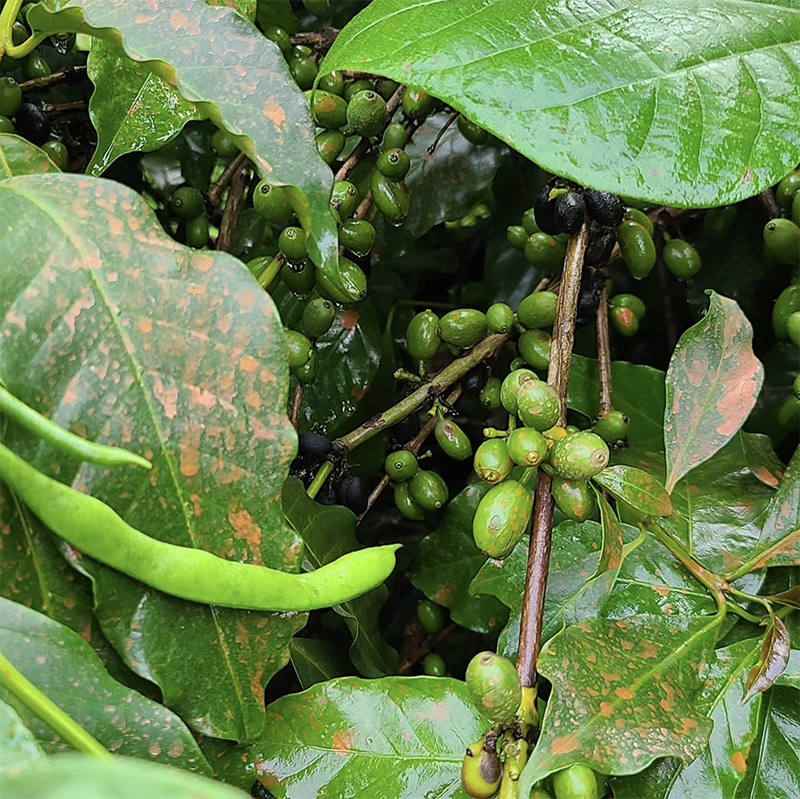 MEET THE FARMERS - CAMEROON BOYO UPDATE... 

"We're harvesting beans already, and all indications are that this variety of beans will keep producing as long as it gets water and nutrients"! 

Courtesy of @cameroonboyo