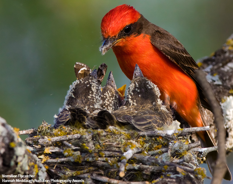 Audubon Society tweet media