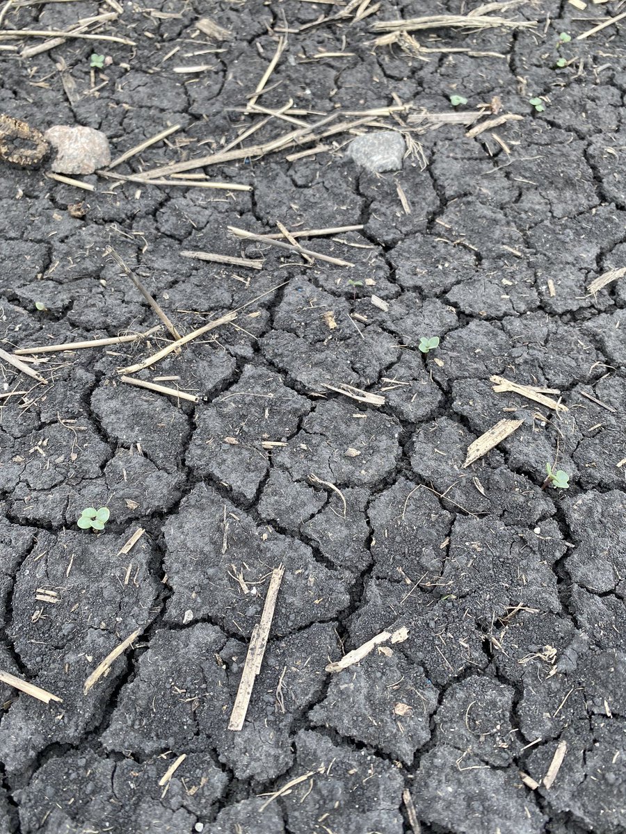Greencow10Lloyd's tweet image. Floated on week and a half ago not looking great. Disappointing maybe will get better. #floatingcanola #lastoption