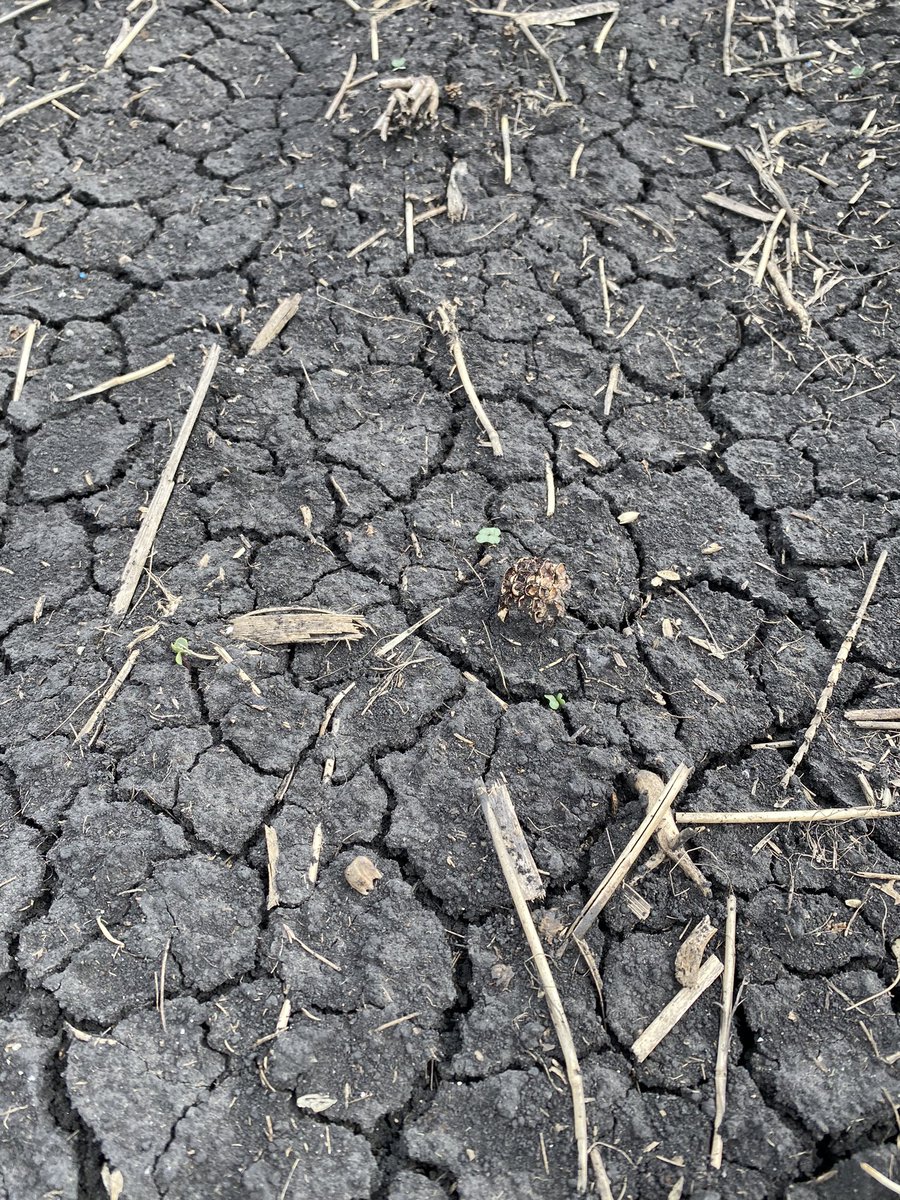 Greencow10Lloyd's tweet image. Floated on week and a half ago not looking great. Disappointing maybe will get better. #floatingcanola #lastoption