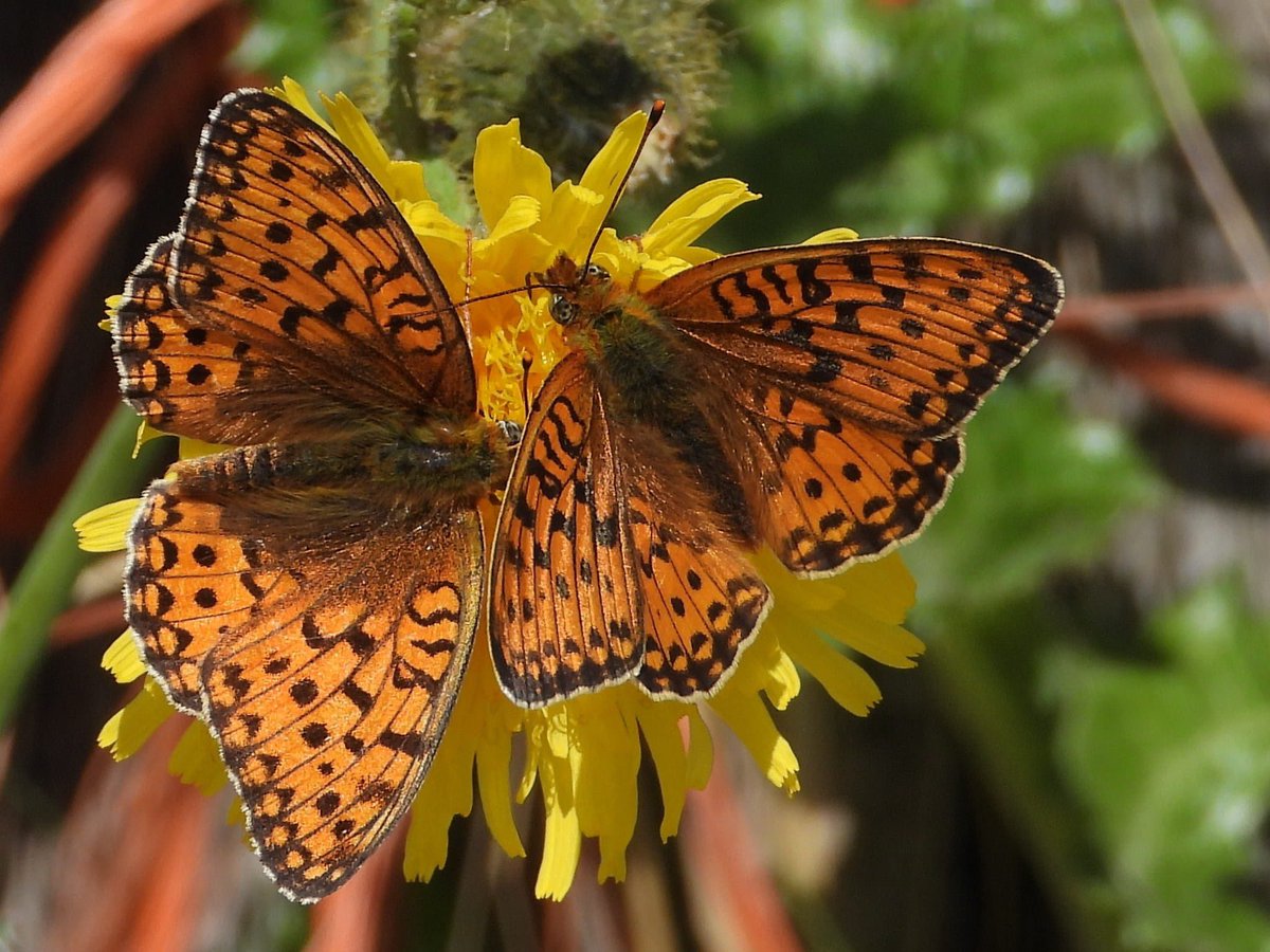 Boswachters AWD tweet media