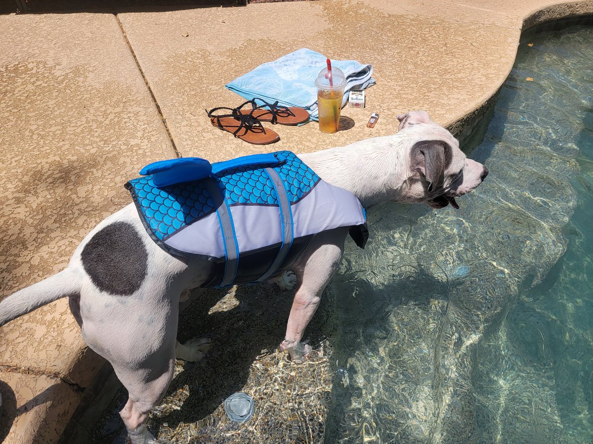 SVScooters's tweet photo. Happy Birthday to my #MegaMILF wife @TheBoopstier. Happy #FathersDay to me and everyone let Thor know he's a heckin good doggo! #lifeisgood https://t.co/nK9ArBGeJX