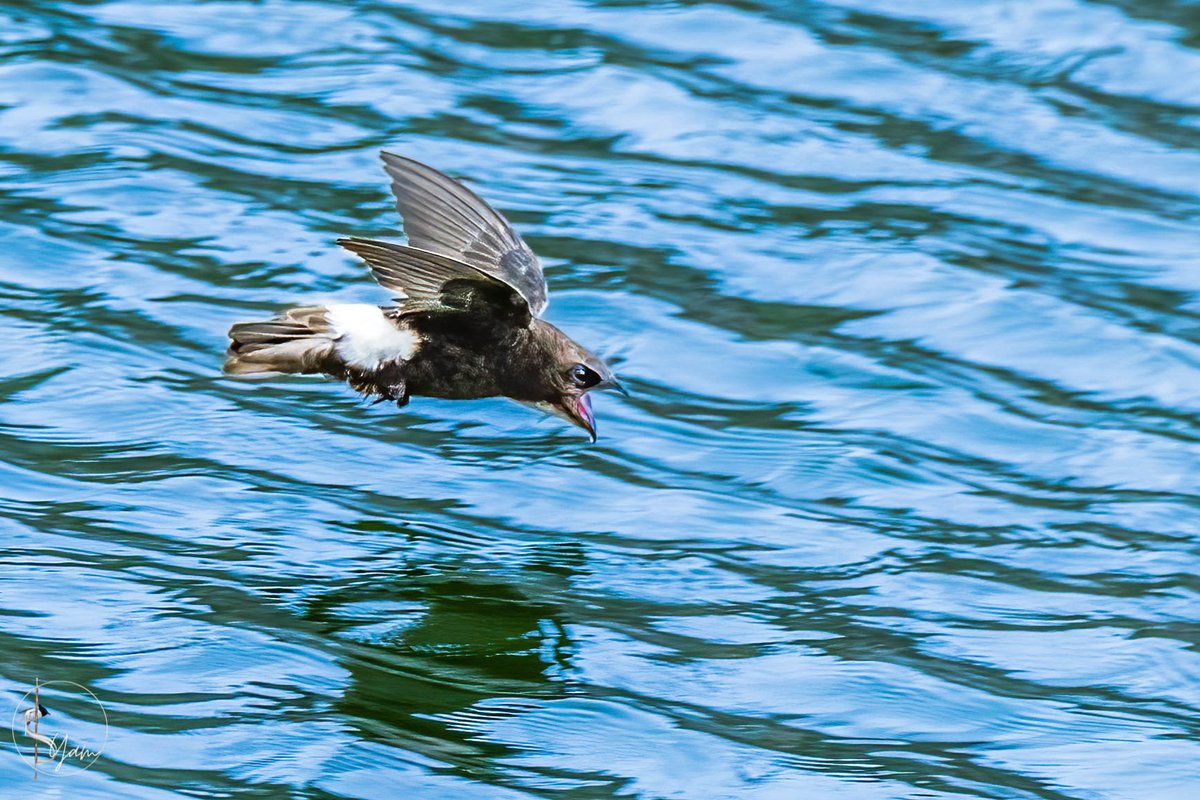 SyamPotturi's tweet photo. lucky to get a shot. Difficult to photograph due to their erratic flight pattern😀
Little Swift quenching it's thirst on the fly...
Hyderabad, Telangana
Jun2022
#IndiAves #birdwatching #birdphotography #birds #BirdsSeenIn2022 #TwitterNatureCommunity
#littleswift #AmeenpurBHS https://t.co/D2bgPaXO5I