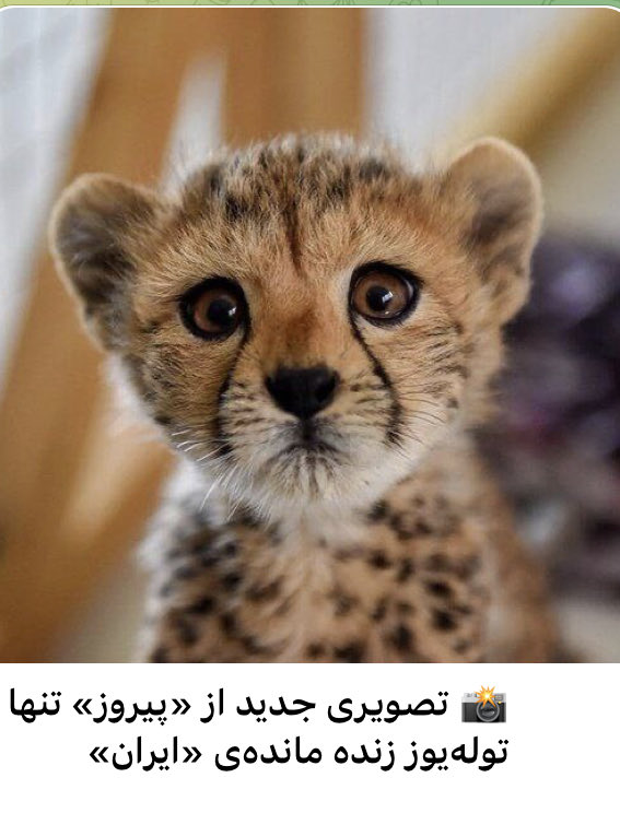 Zargaraan's tweet photo. پیروزِِِمان هم این است! https://t.co/XuFMkraqCI