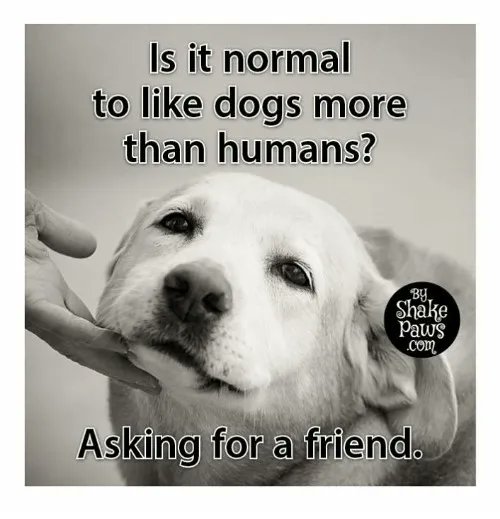 ShadowDogDesign's tweet photo. Is it normal to like #dogs more than humans? Asking for a friend.
#Dog #BestFriend #DogsAreLove #ILikeDogs https://t.co/i6sYMepxZz