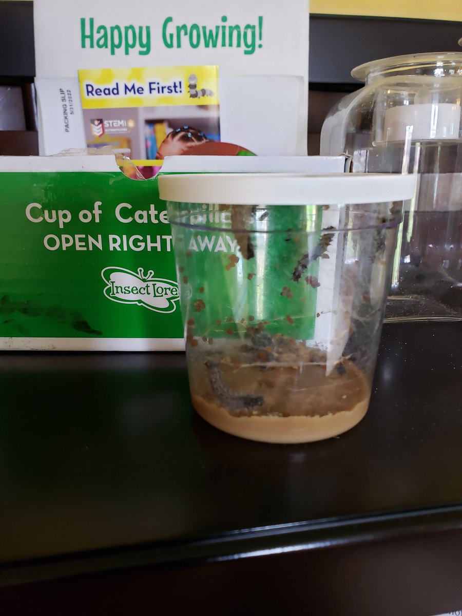 LoganFaithe's tweet photo. Summer project...growing butterflies!
#STEMeducation #steam #yesshecan #dontlimither #lightupthedarkness @rucoschools @SCECardinals https://t.co/RoMwNn9jws