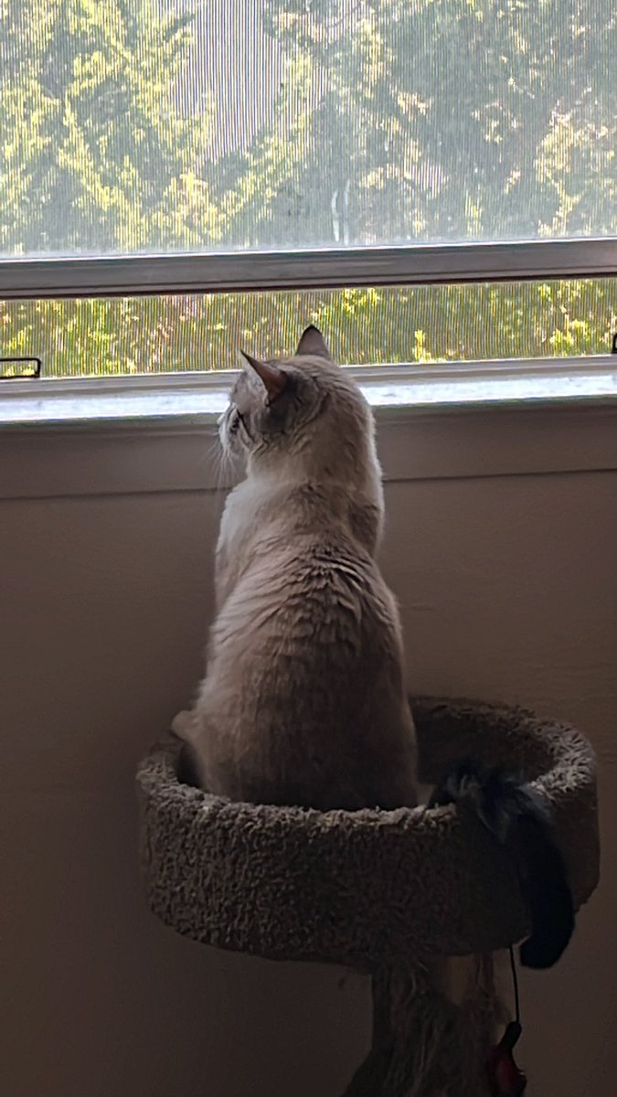 som3kay's tweet photo. #Roccothecat watching over the neighborhood 👀 Happy #SundayMorning fellow #randos 😃✌🏻 https://t.co/9aZ21GaTQ1