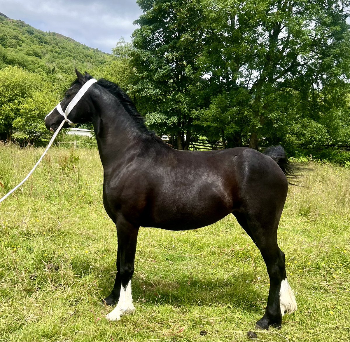 CWMTAWESTUD's tweet photo. ‘Brynseion Queen of The Show’ looking for a 👀🏡.

‼️2yr old filly by Starlans Evol and out of Brynseion Della ‼️ https://t.co/gI0k3Tuk69