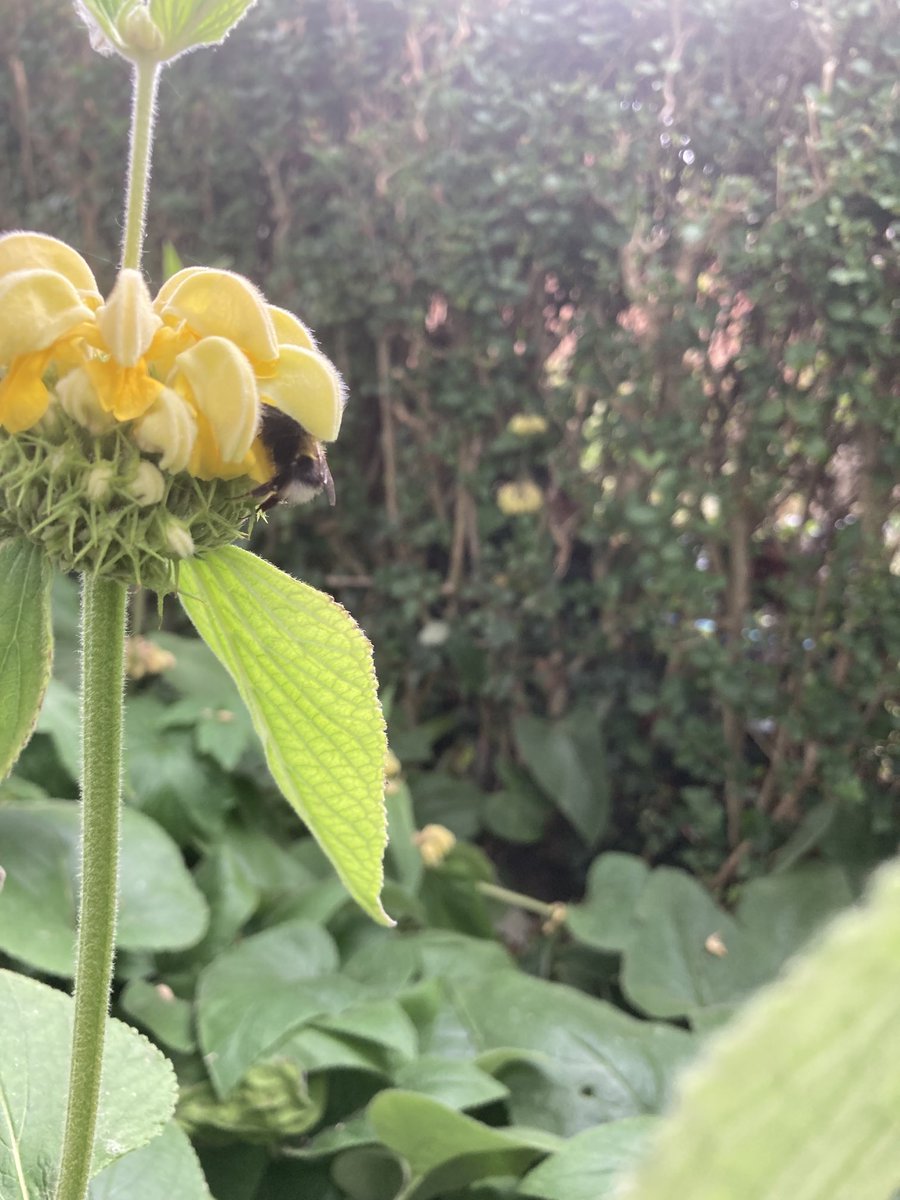 Rosie_cat28's tweet photo. Joined Rufus on #hedgewatch ๐๐Trying to record wildlife for the #creaturecount Think Iโve a hover fly- if only I knew which type ๐คทโโ๏ธ๐ https://t.co/sfKhWrOcv2