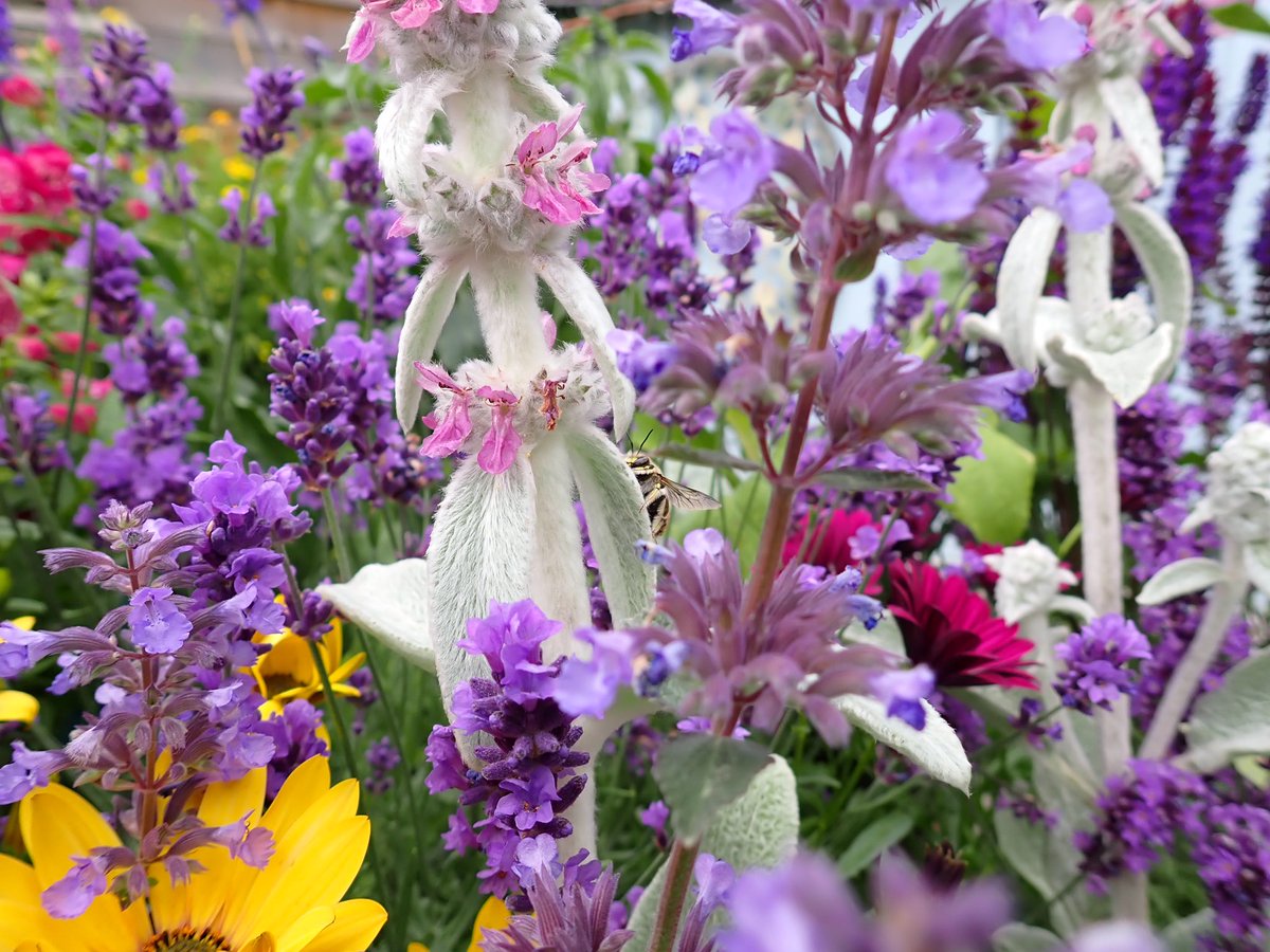 wildflowerman60's tweet photo. He thinks I canβt see him #solitarybee #bees #woolcarder #beebench https://t.co/LXPsdrRArk