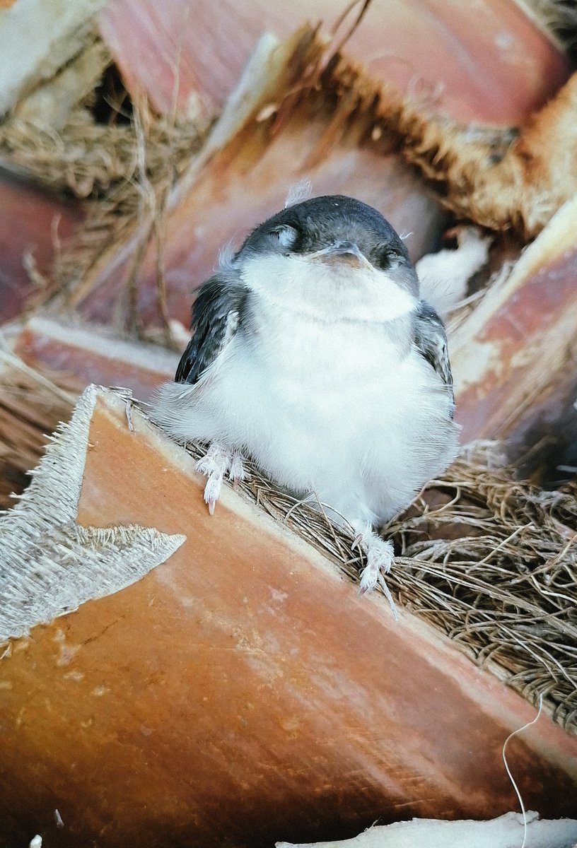 Lovre Lovrincevic tweet media