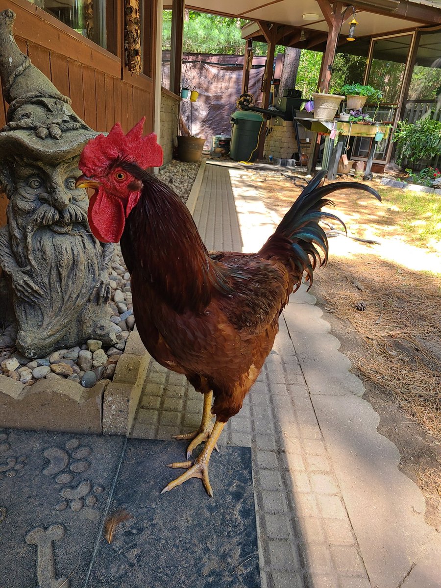 This rooster runs free in the area... we call him Foggy. He comes to our front door and knocks for treats. It's so fun to have daily company :)
#rooster