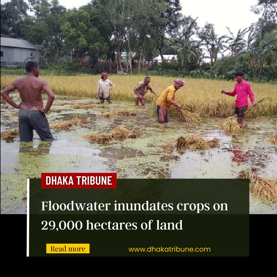 DhakaTribune's tweet photo. The current spate of rain-induced heavy floods has inundated crops planted on 29,000 hectares of arable land in the country

Want to read more? Click the link below 👇
https://t.co/ttla3HmLM8

#Bangladesh #flood #sylhet #inundate #crop #land #damage https://t.co/PsRQqRC3JL