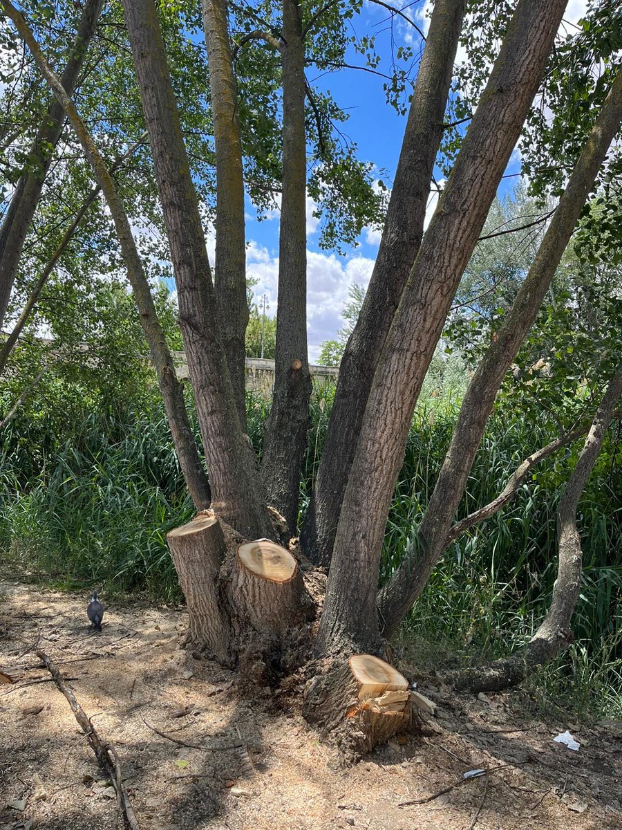 artdeis's tweet photo. ¡PAREN LA TALA EN LA RIBERA DEL CARRION!
El Ayuntamiento de Palencia no está respetando que el juzgado se pronuncie sobre la suspensión cautelar de la tala de 35 árboles, solicitada  por la Plataforma en Defensa del Arbolado, y ha empezado a talarlos.

🧵(1/2) https://t.co/3HlWM7RSMR