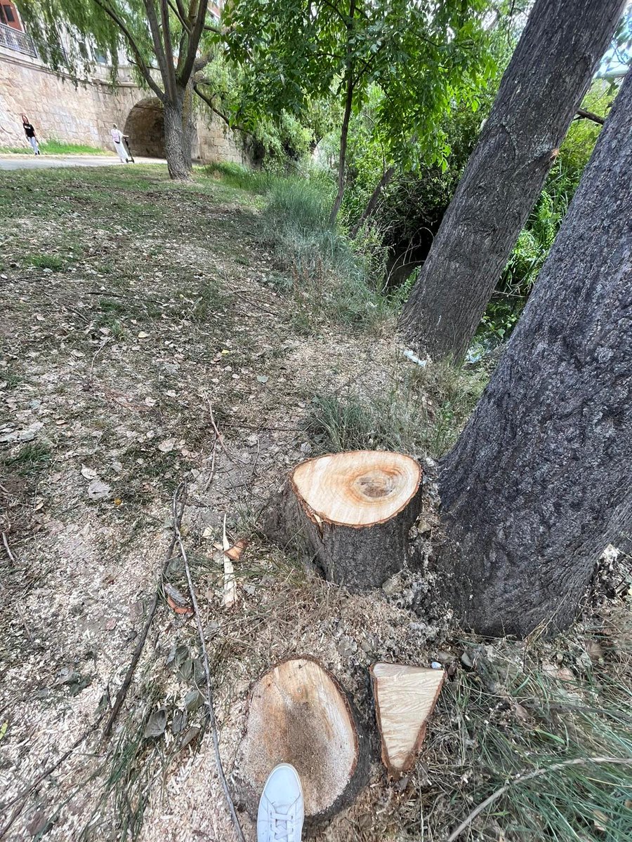 artdeis's tweet photo. ¡PAREN LA TALA EN LA RIBERA DEL CARRION!
El Ayuntamiento de Palencia no está respetando que el juzgado se pronuncie sobre la suspensión cautelar de la tala de 35 árboles, solicitada  por la Plataforma en Defensa del Arbolado, y ha empezado a talarlos.

🧵(1/2) https://t.co/3HlWM7RSMR