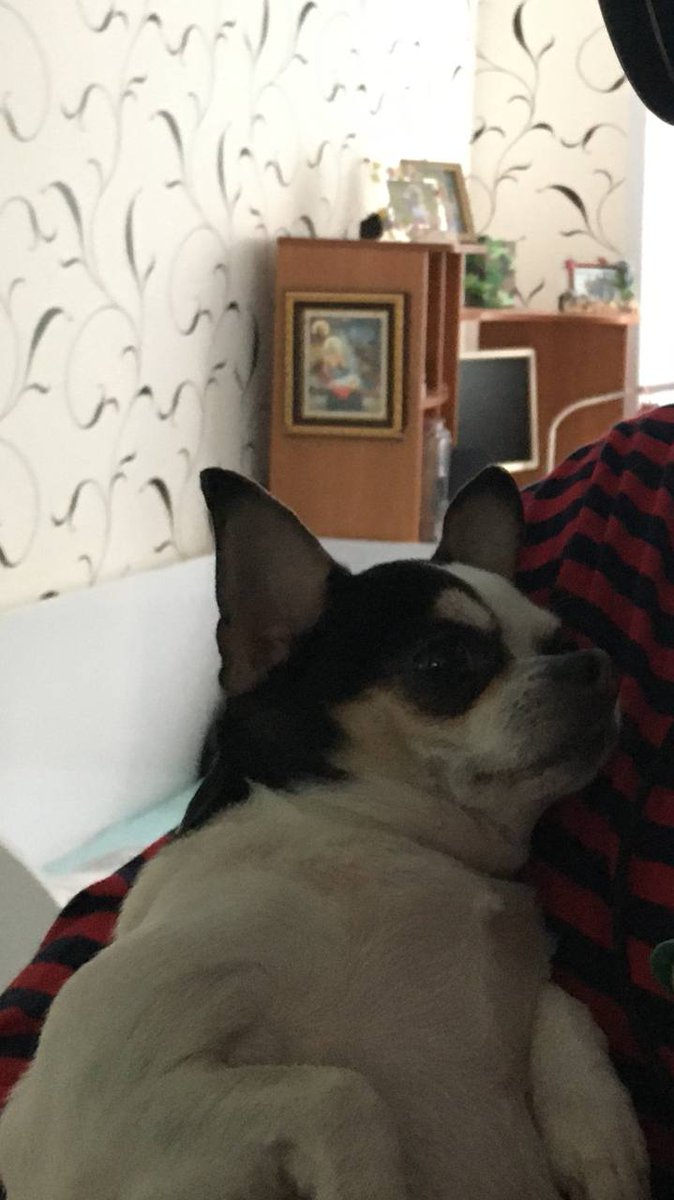 ChestersLove's tweet photo. моя собакен подпердыш https://t.co/R0ViZ9Qxwq