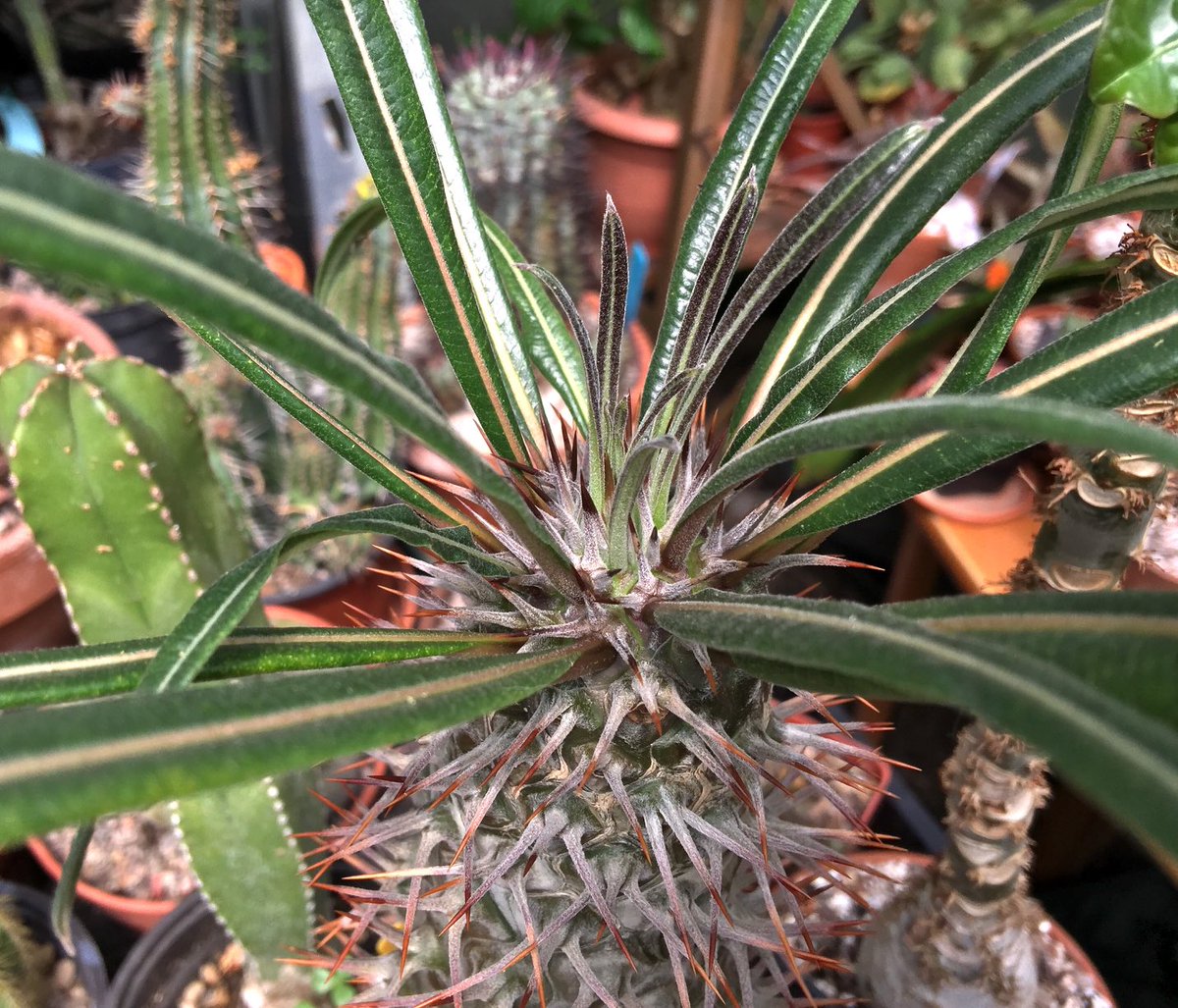 acherontiadex's tweet photo. Pachypodium geayi and Jatropha podagrica survived another winter indoors #caudex #xerophytes https://t.co/MyykPq6NYY