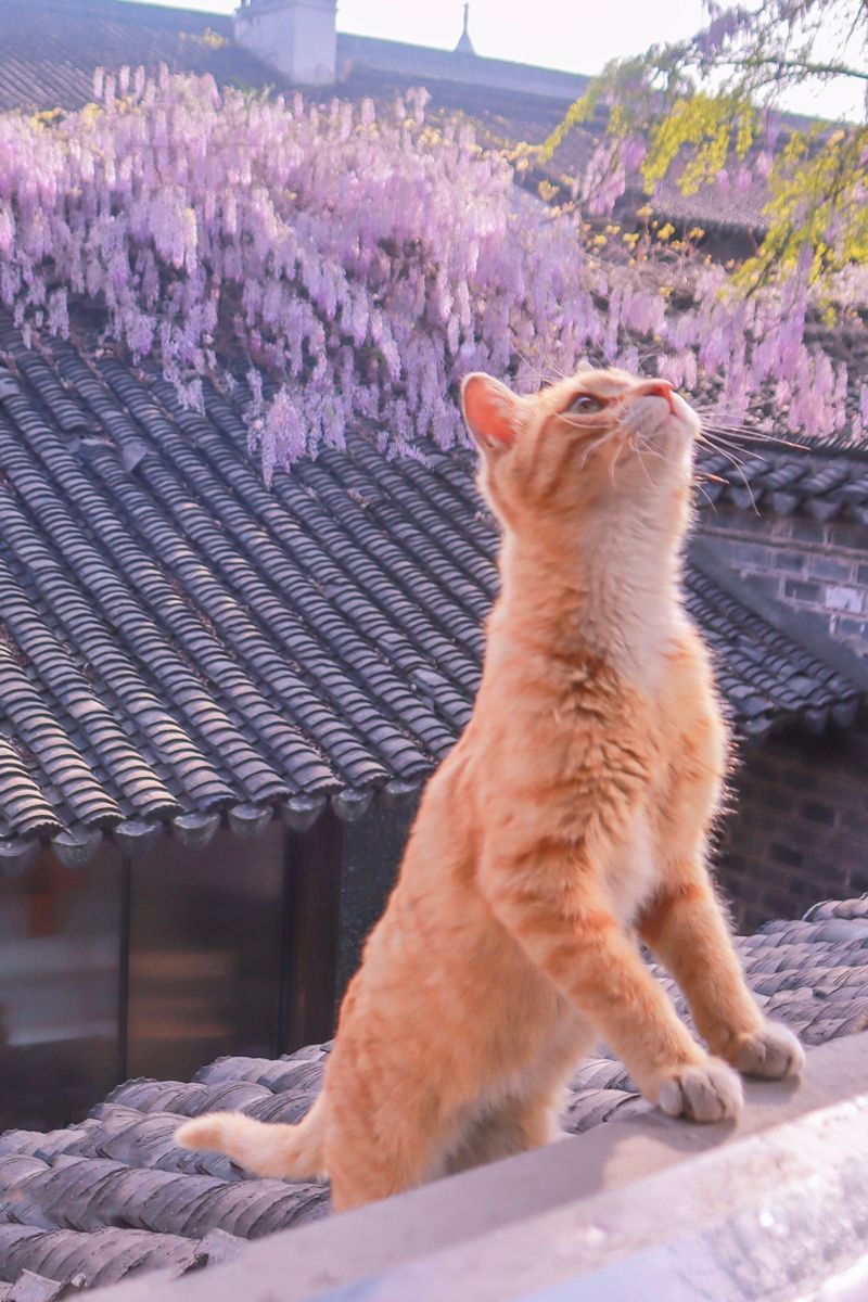 bir kuş gördüm sanki