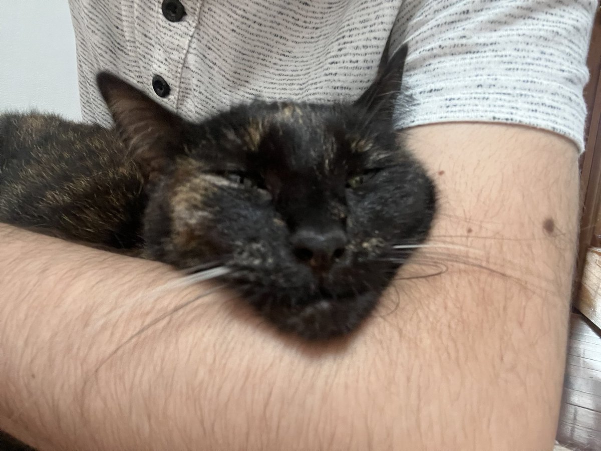 borcat_meow's tweet photo. Happy Father’s Day https://t.co/saxOXbk8op