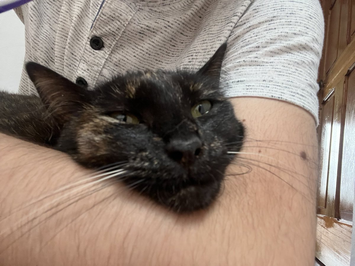 borcat_meow's tweet photo. Happy Father’s Day https://t.co/saxOXbk8op