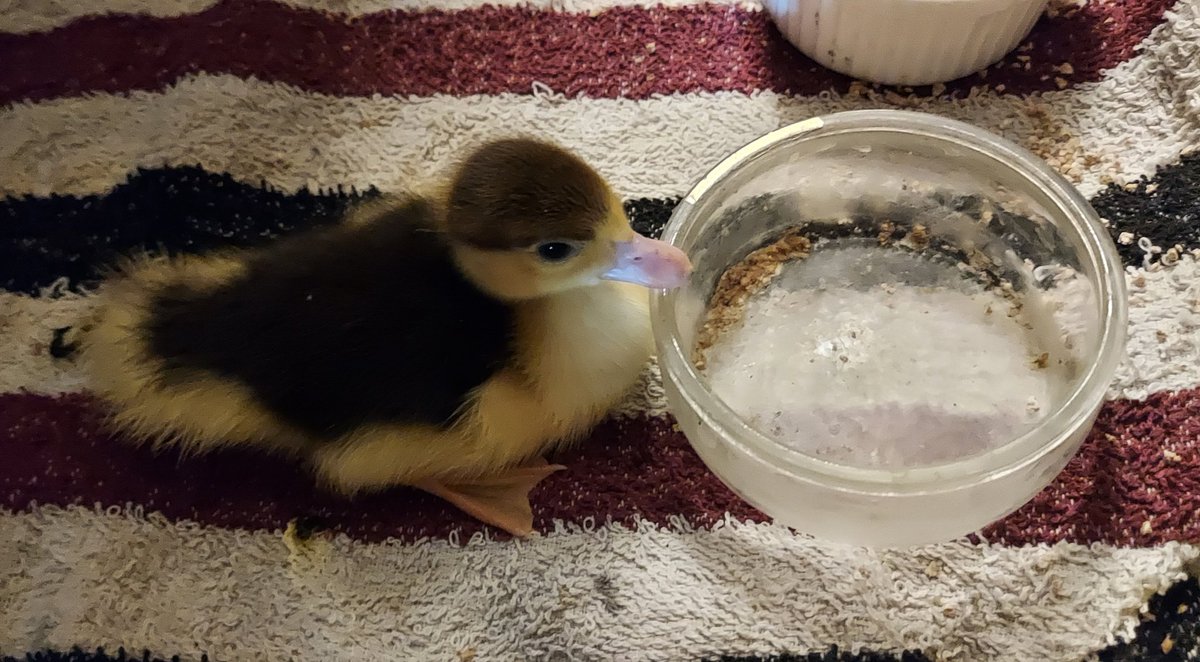 New duckling emerged alone from a secret Muscovy nest. She has no other goslings yet &amp; is sitting in a silly place so this one is in a broody hood while we move mum &amp; her unhatched eggs to somewhere safer