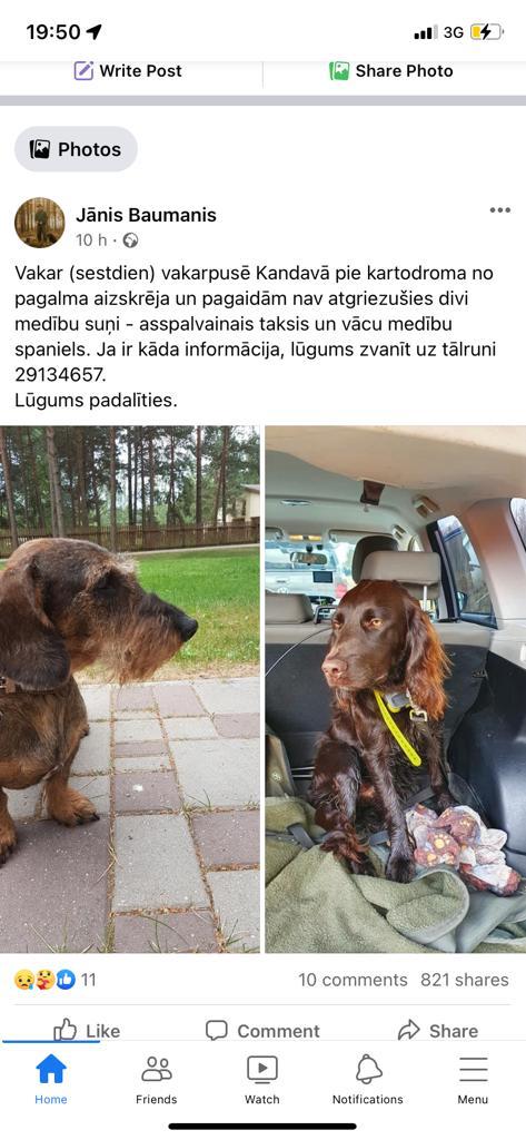 Draugi, Kandavas pusē ir pazuduši Bruno un Pipars!!!! 
Lūdzu, pasērojam!