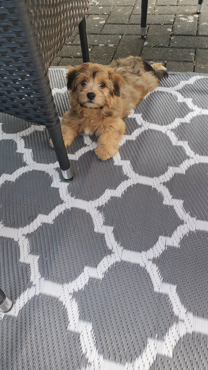 Ich kann mich gar nicht satt sehen an unserem kleinen Knopf🤩🐾