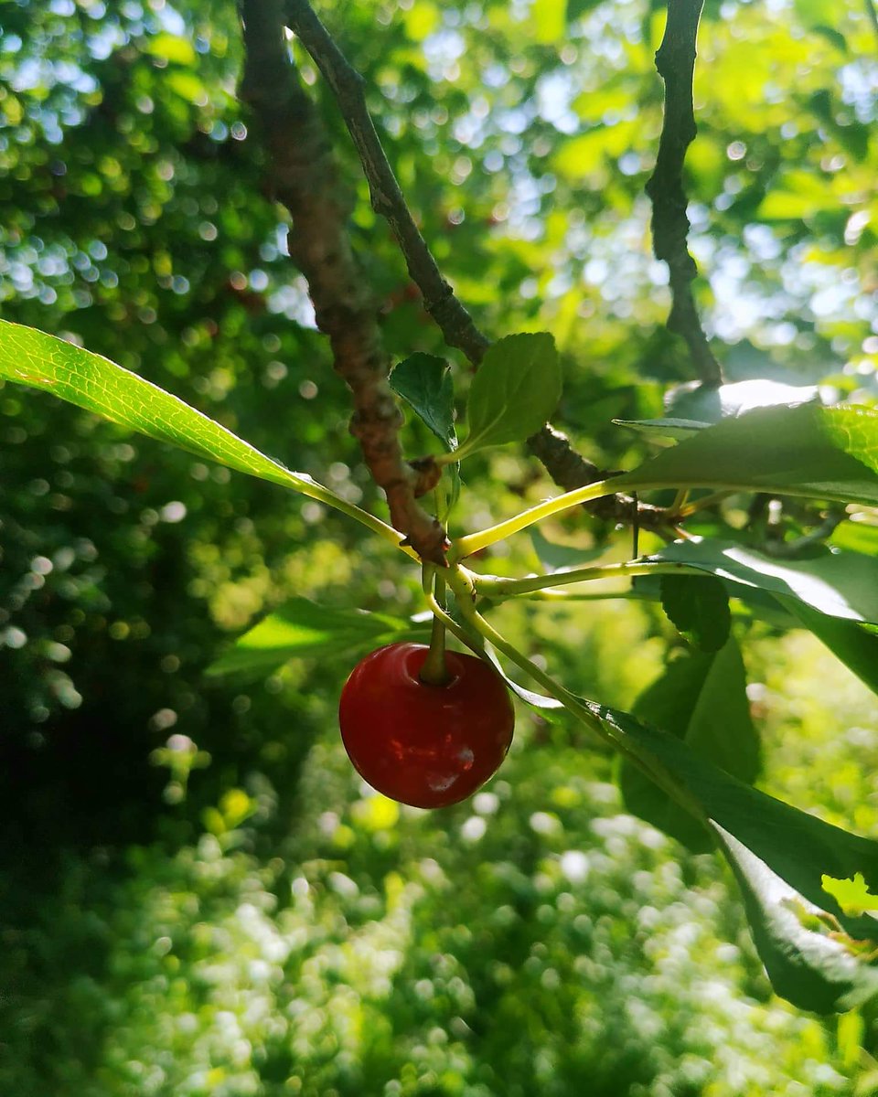 AnniePhotos97's tweet image. Cherry🍒
#cherry #cherryphotography #goodbyespring #hellosummer #summer #Hungary #photography 

Photo: @AnniePhotos97