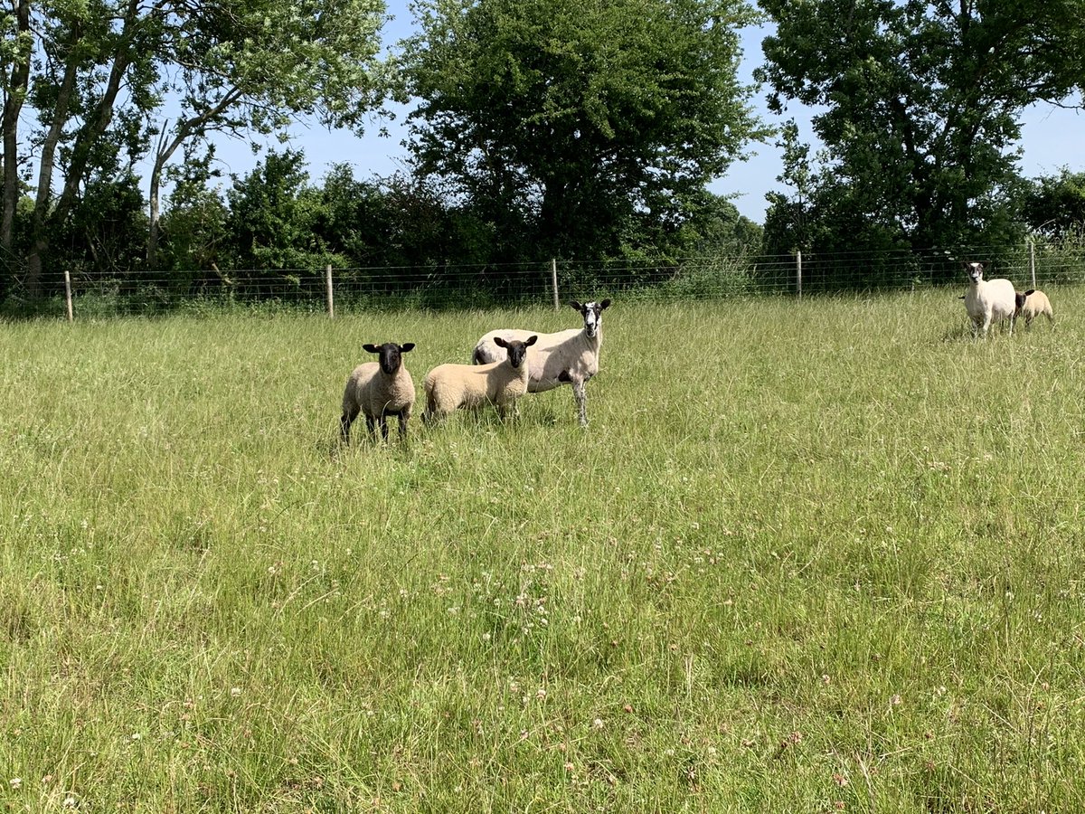 Charlotte Powell tweet media