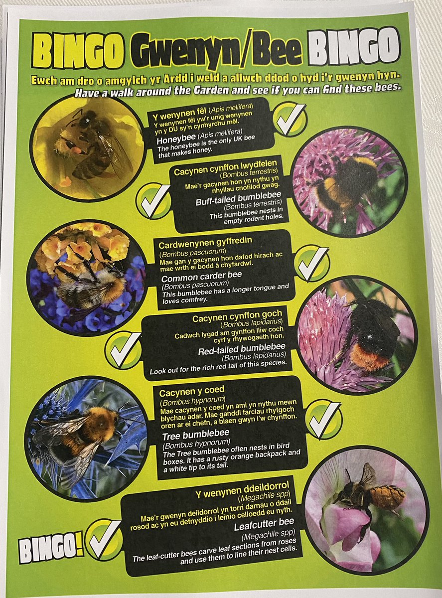 TheGreenJeanie's tweet photo. Fabulous day today @walesbotanic doing #beesafaris #beebingo #beetalks #beewalks. Found #hummingbirdhawkmoth #queenbumblebees #woolcarderbees plus lots of #bumblebees & #solitarybees come & join me tomorrow at the Theatr Botanica from noon! https://t.co/fkdeuT5c2G
