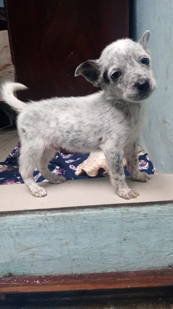 Beryz10's tweet photo. #ADOPTA
Panda fue el único cachorro que sobrevivió de su camada.
Ya lo evaluó el veterinario, está desparasitado y se le colocó su pipeta.
Buscamos un hogar responsable, será talla mediana, es mestizo.
Interesados en adoptarlo, comunicarse
WhatsApp 75828394 https://t.co/HzV984rv4M