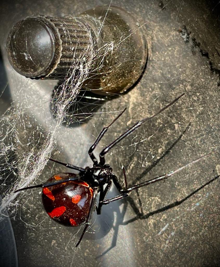milkatitina's tweet photo. @Arachno_Cosas hola! Me@puedes decir si es venenosa ? Encontrada en valle de bravo https://t.co/Xfxmc7JB0e
