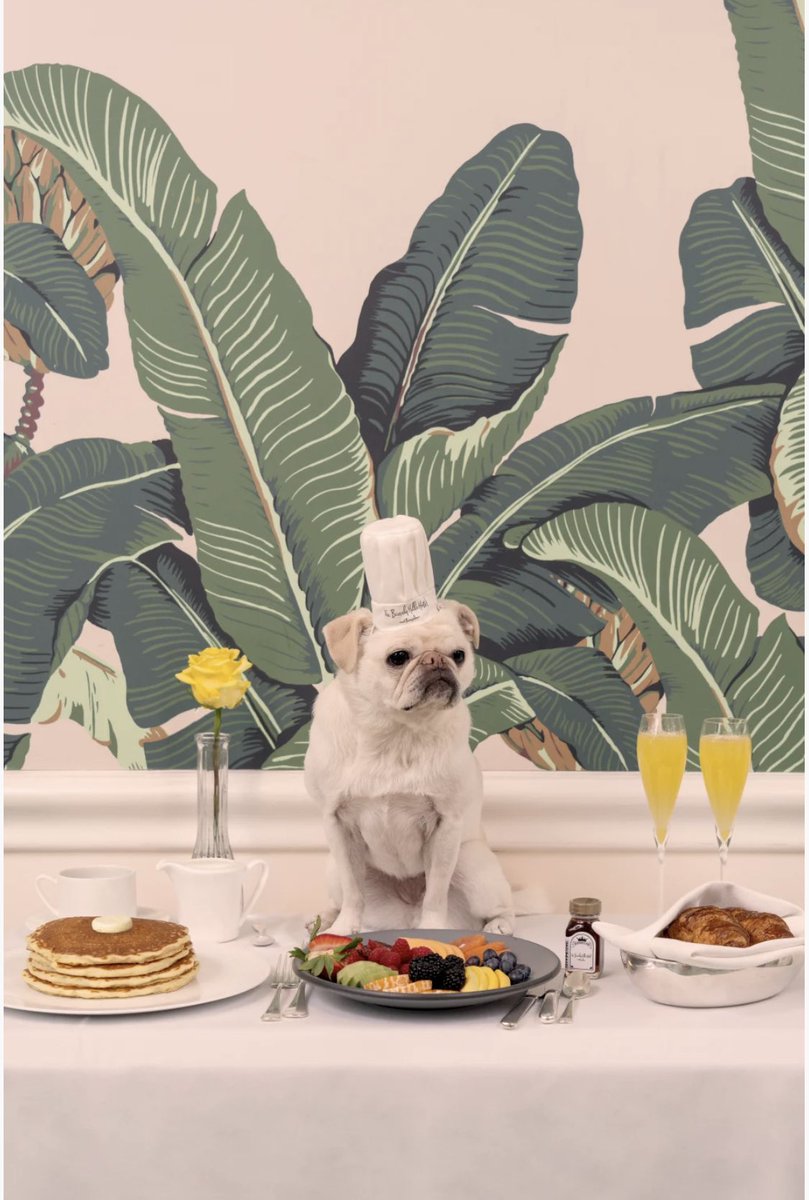 ‘I Made This Wonderful Breakfast For All You Dads Out There. Bon Appetite!👩‍🍳
Happy Fathers Days.’ 😘😘😘😘
#happyfathersday #juneteenth #beverlyhillshotel #graymalin #breakfast #breakfastofchampions #enjoy #yourewelcome #pug #pugchef #pug #gordonramsay #surfgidgetthepug #pugs