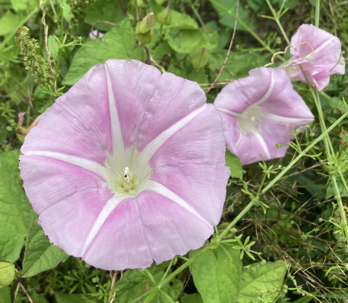 john_edale's tweet photo. Pink hedge bindweed growing at Acton Bridge station. Thought at first they were the biggest field bindweed flowers I'd ever seen 😀 #wildflowerhour https://t.co/d4YwxOWji0