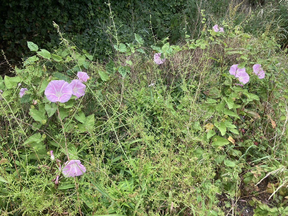 john_edale's tweet photo. Pink hedge bindweed growing at Acton Bridge station. Thought at first they were the biggest field bindweed flowers I'd ever seen 😀 #wildflowerhour https://t.co/d4YwxOWji0