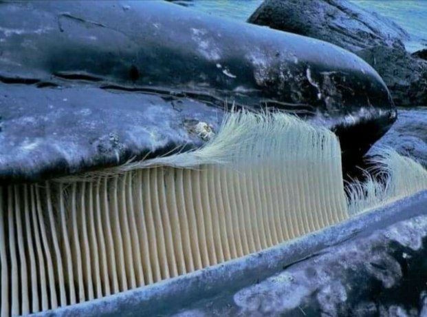 #معجزات_الله 
"البالين" نوع من أنواع الحيتان لا يمتلك أسنان، بل ألواح بالينية حيث يقوم بجمع كمية كبيرة من الماء فيخرج الماء ويفلتره فيبقى في فمه الروبيان والعوالق والأسماك الصغيرة ليتغذى عليها !! أسنانه أشبه بفرشاة الأسنان