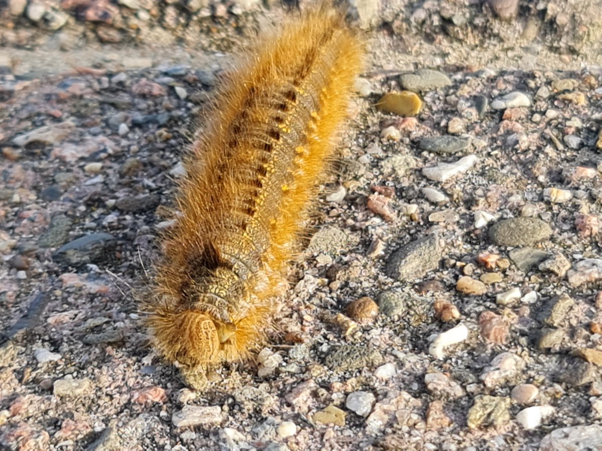 lothilde tweet media