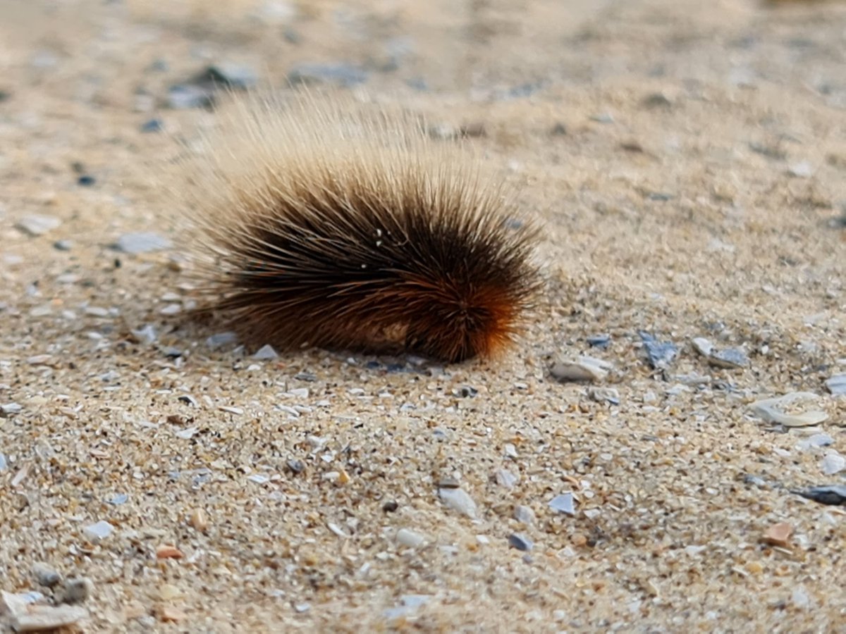 lothilde tweet media