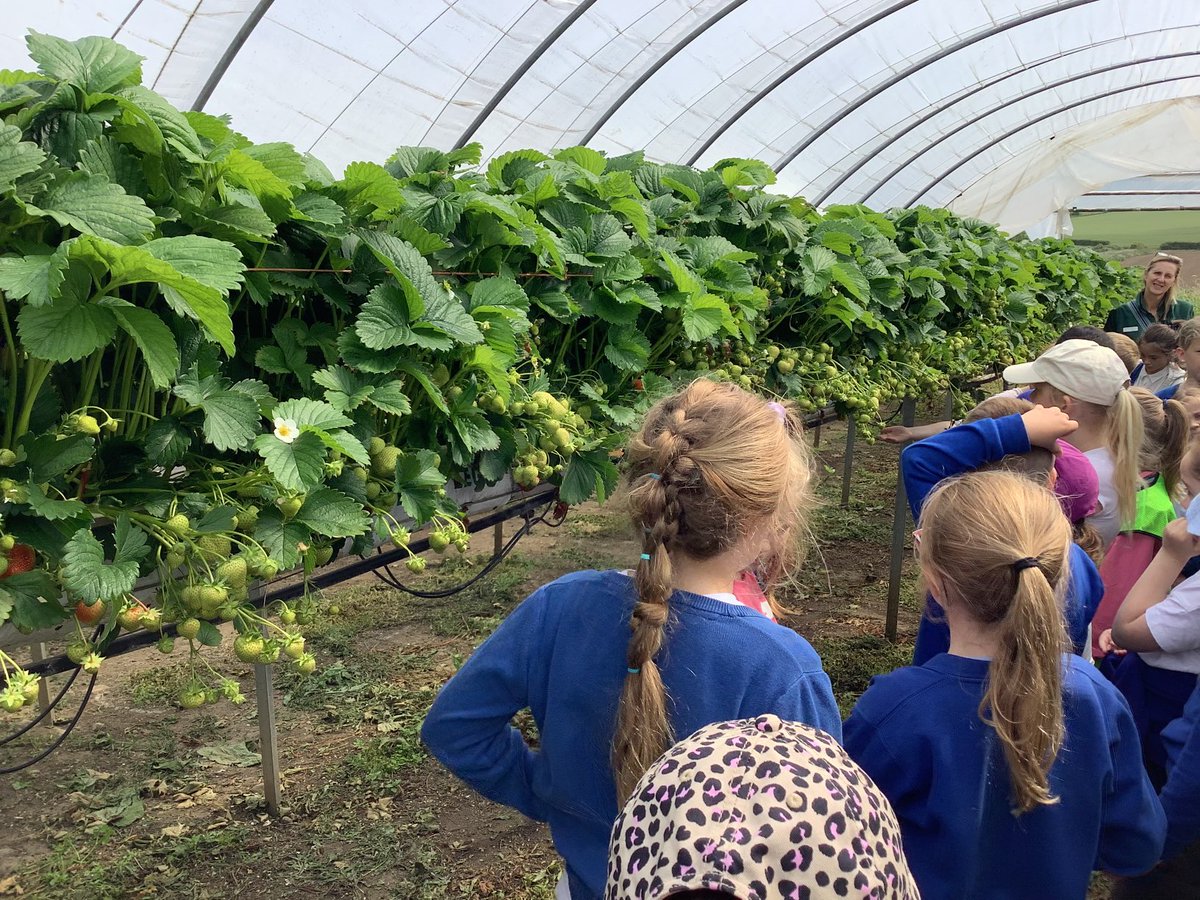 MissSloan06's tweet photo. So many strawberries! ⁦@primaryandrew⁩ https://t.co/aym6Tdwc8M