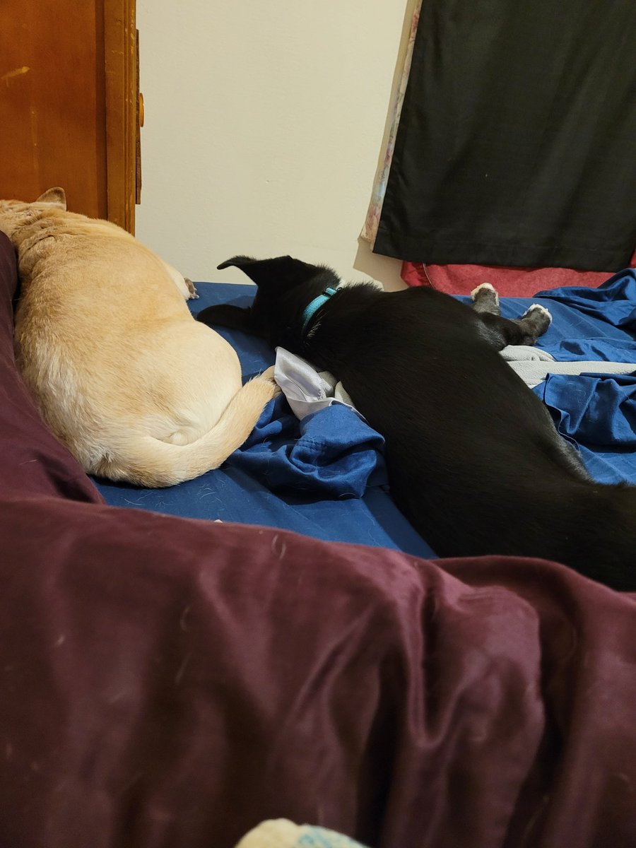 Moobunny2's tweet photo. @davidlabrava Des dogs love....not giving a fuck what people think. https://t.co/HZgijERjFO