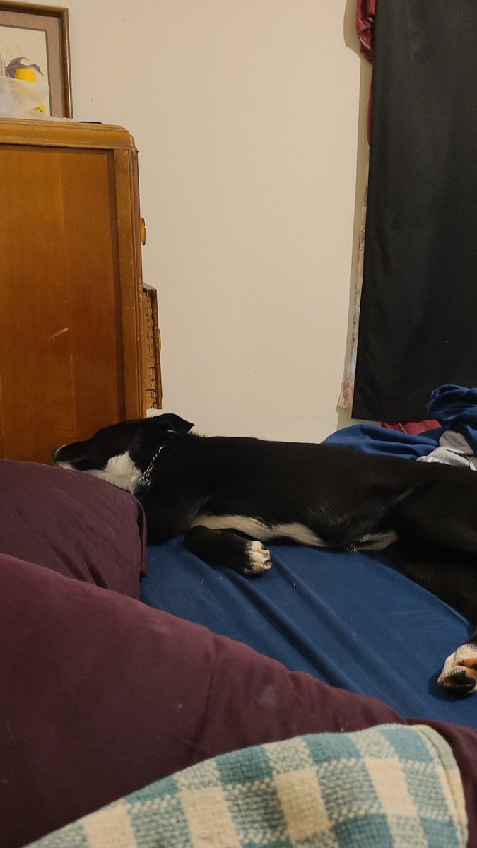 Moobunny2's tweet photo. Dis puppy making herself at home! The best $250 I've ever spent! #humanesociety 
#poundpuppy #RescueDogs https://t.co/KBX61NTCRC