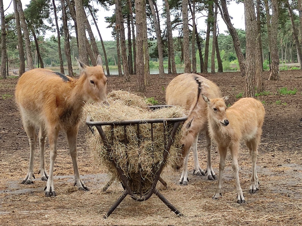 bean 🌺 tweet media