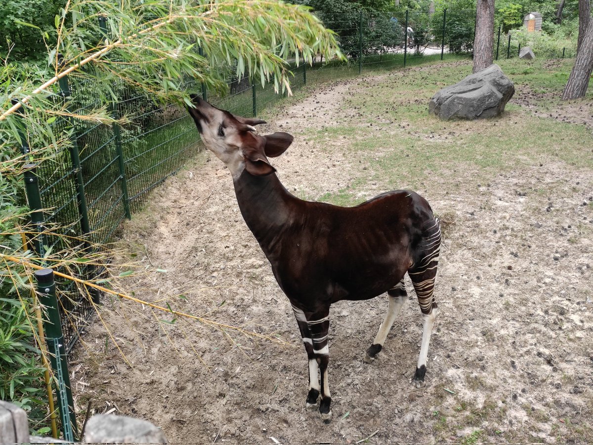 bean 🌺 tweet media