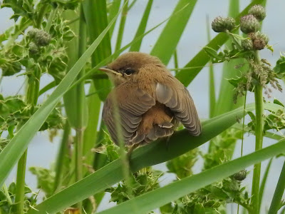 naturebotherer's tweet photo. I think this is a juvenile Cetti's Warbler, at West Rise Marsh this afternoon. https://t.co/LnbpzamHdS