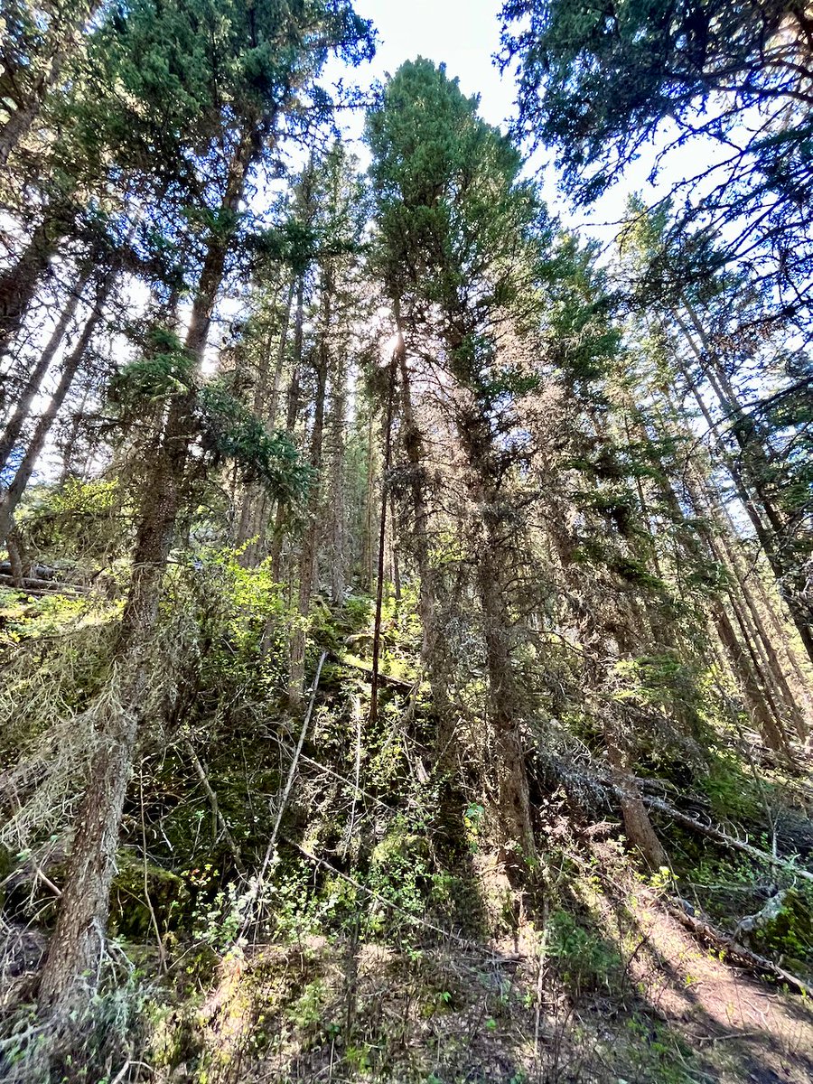 JasonKechely's tweet photo. My kinda Cathedral...
#MTSpring #TreesAreGold https://t.co/i7cFAGnDmd