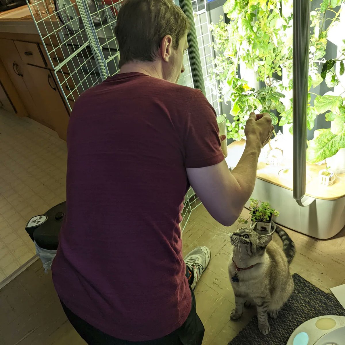 tabbymanor's tweet photo. Happy Pawther's Day to all the #catdads out there. We appurreciate all you do! https://t.co/j0q9mdAXhp