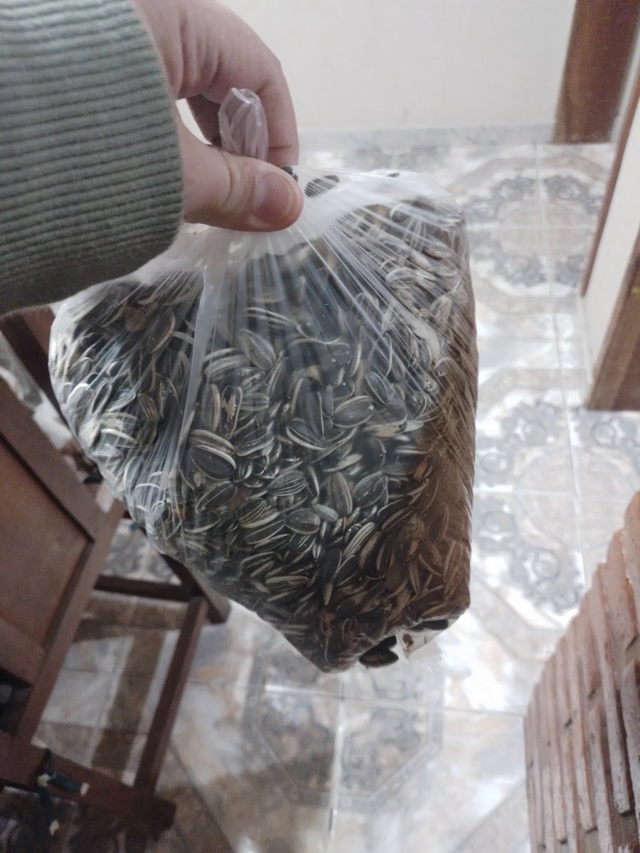 El sano mental de mi viejo se compro 2 klos de pipas para él solo, me dijo textual apenas mire la bolsa; 
'Gordo me llegas a comer 1 sola pipa y te reviento un ladrillo en la cabeza'