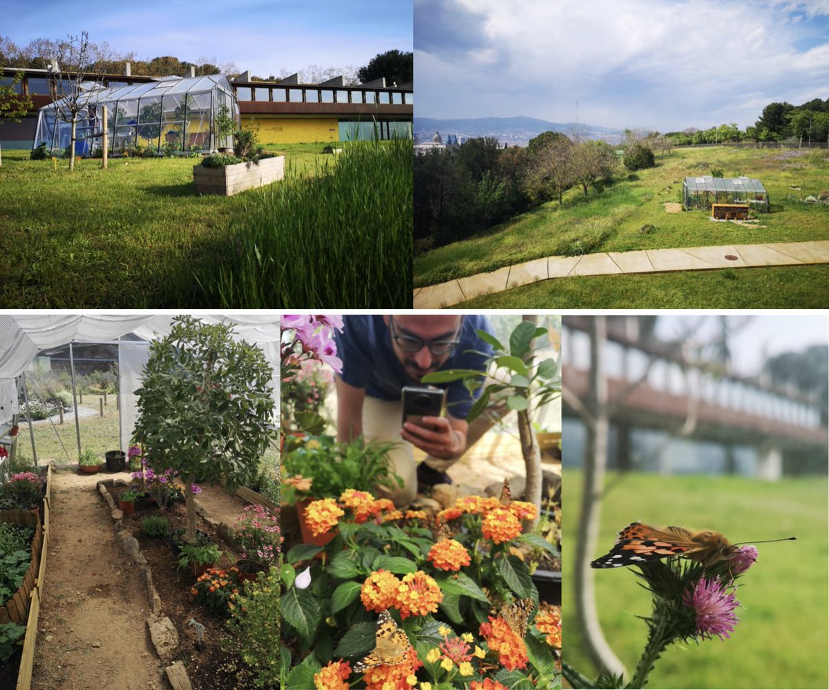 Butterfly Migration (@b_migration) on Twitter photo New butterfly-plant rearing facilities at the #phylomigrationlab <a href="/IBB_botanic/">Institut BotĂ nic de Barcelona</a> for experimental and outreach purposes.
Open visits through <a href="/aajbb_info/">AAJBB</a> & the <a href="/b_migration/">Butterfly Migration</a> project.
#citizenscience #butterflymigration #InsectBehavior <a href="/FECYT_Ciencia/">FECYT</a> <a href="/museuciencies/">MCNB</a> <a href="/CSICCat/">CSIC en Catalunya</a> New butterfly-plant rearing facilities at the #phylomigrationlab <a href="/IBB_botanic/">Institut BotĂ nic de Barcelona</a> for experimental and outreach purposes.
Open visits through <a href="/aajbb_info/">AAJBB</a> & the <a href="/b_migration/">Butterfly Migration</a> project.
#citizenscience #butterflymigration #InsectBehavior <a href="/FECYT_Ciencia/">FECYT</a> <a href="/museuciencies/">MCNB</a> <a href="/CSICCat/">CSIC en Catalunya</a>