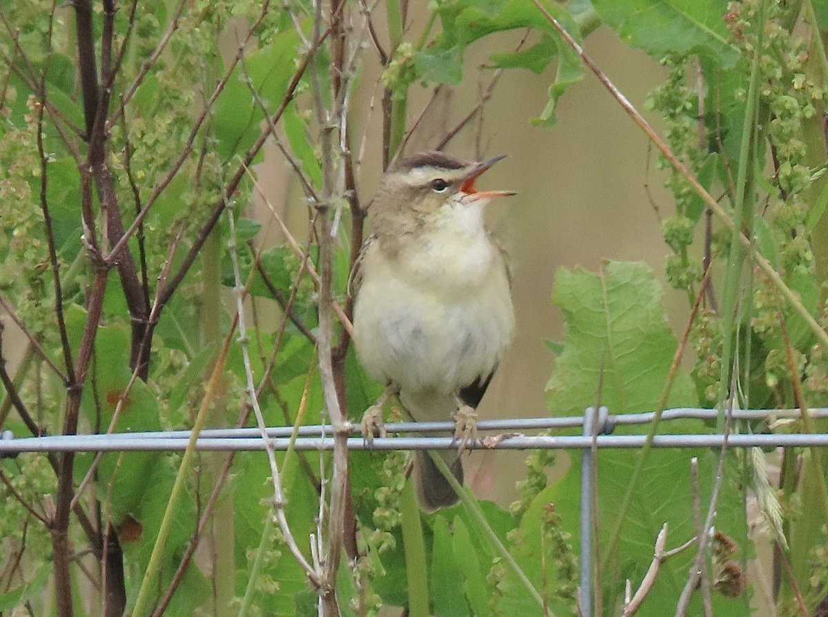 PaulDavidson936's tweet photo. It may be well into the second half of June but this Sedge Warbler on Burdon Moor, Gateshead was still giving it his all this morning https://t.co/EZnmzPtsAl
