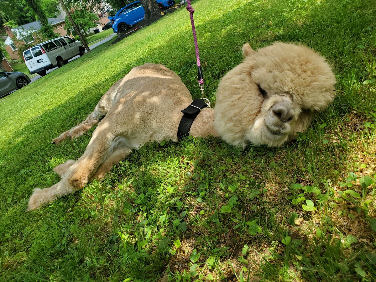 Teddy patiently waiting for #JohnnyDepp to come pet him ❤

#TruthWins